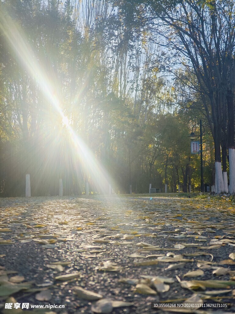 秋天阳光