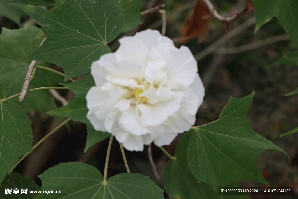 白色木芙蓉花