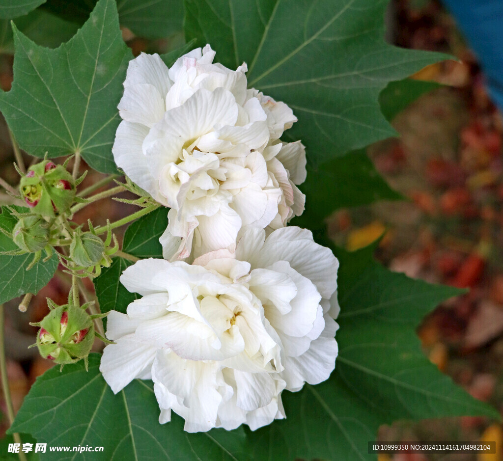 白色木芙蓉花