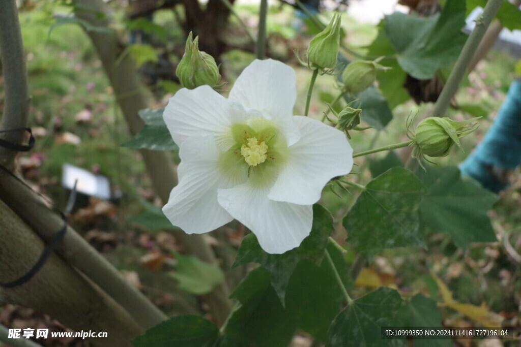 白色木芙蓉花