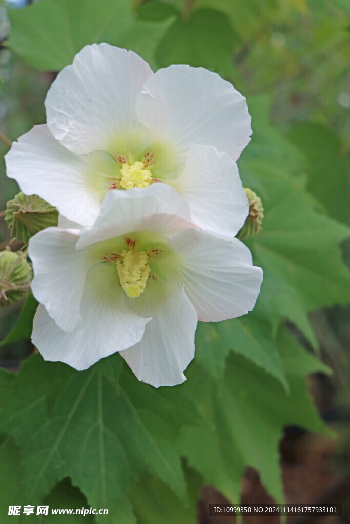 白色木芙蓉花