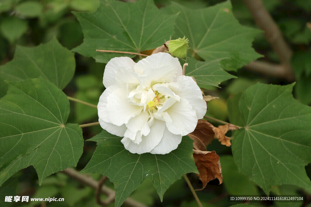 白色木芙蓉花