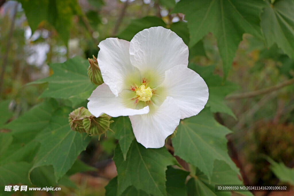 白色木芙蓉花