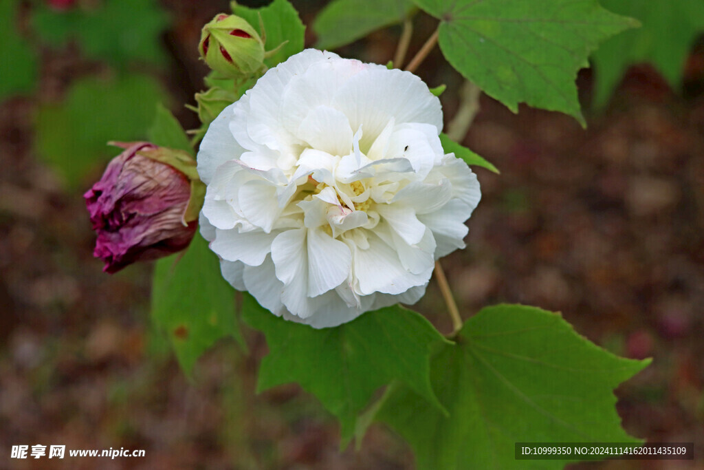 白色木芙蓉花