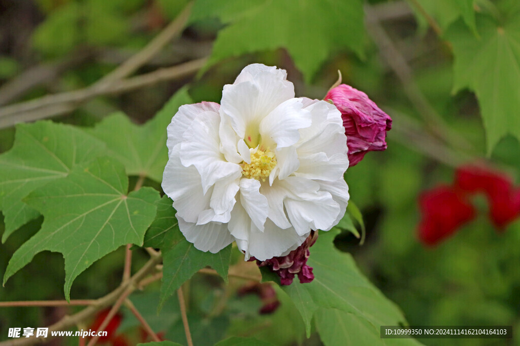 白色木芙蓉花