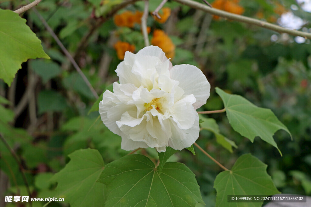 白色木芙蓉花