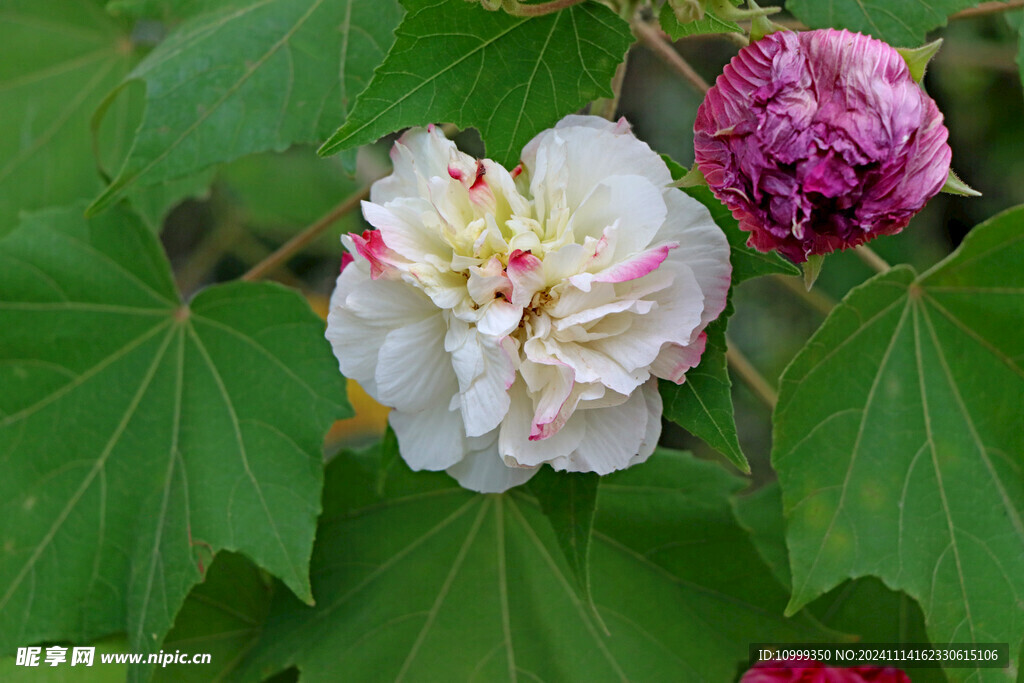 白色木芙蓉花