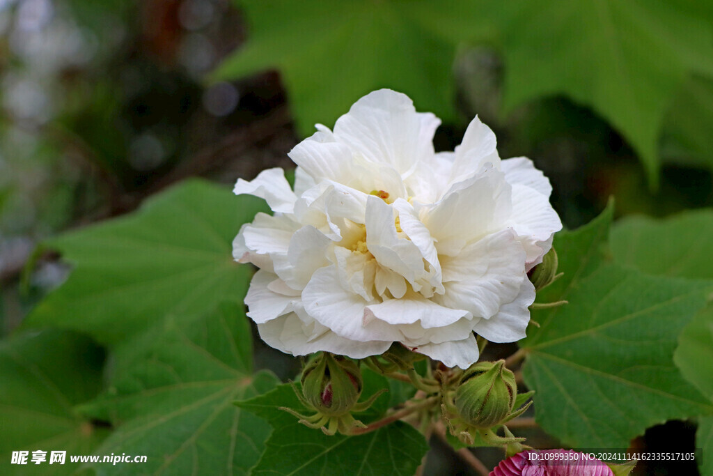 白色木芙蓉花