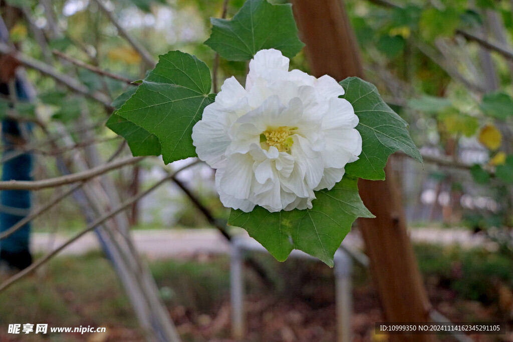 白色木芙蓉花