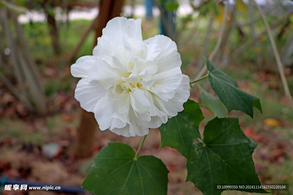 白色木芙蓉花