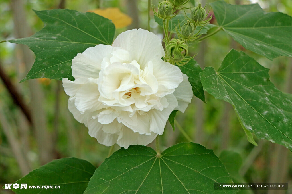 白色木芙蓉花