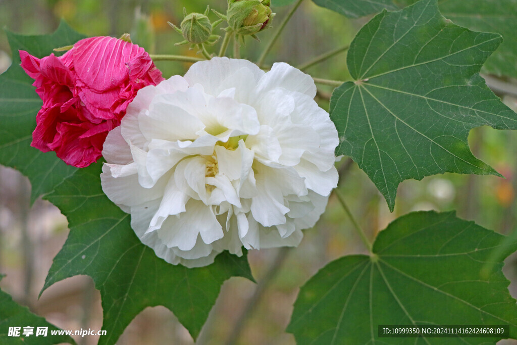 白色木芙蓉花