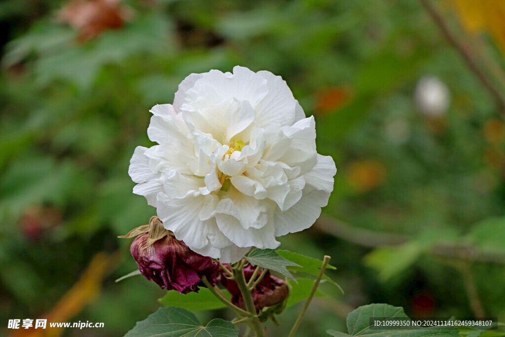 白色木芙蓉花