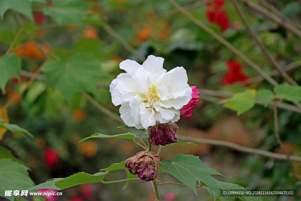 白色木芙蓉花