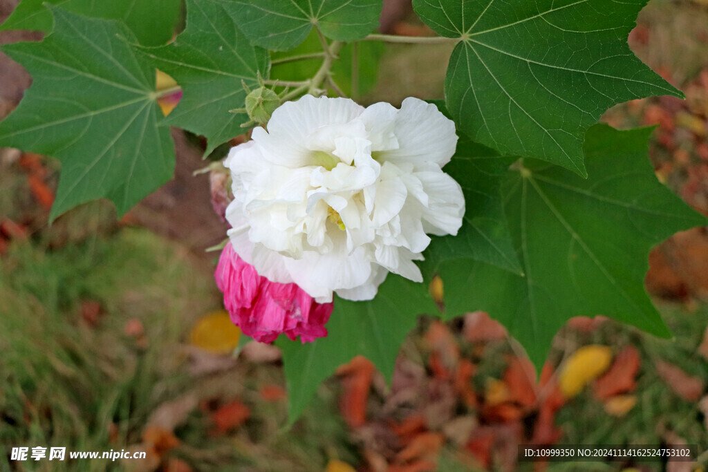 白色木芙蓉花