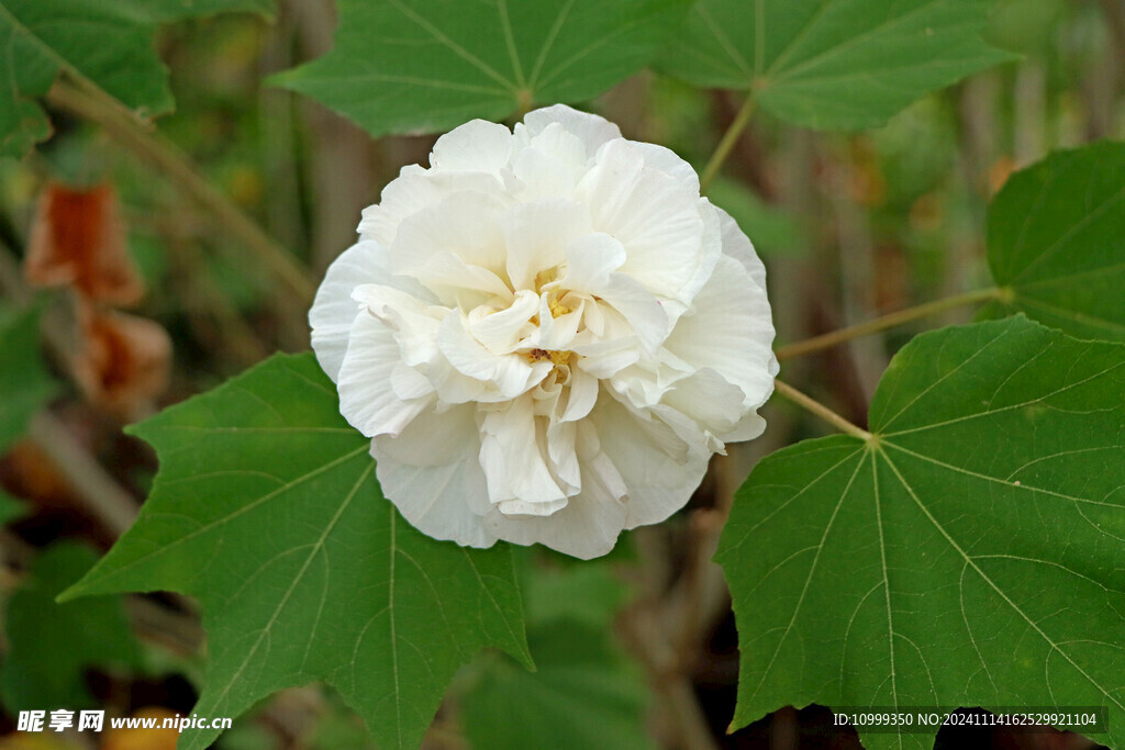 白色木芙蓉花