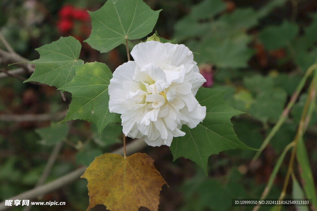 白色木芙蓉花