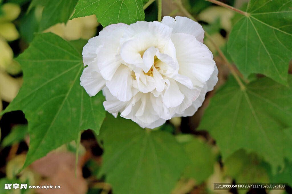 白色木芙蓉花