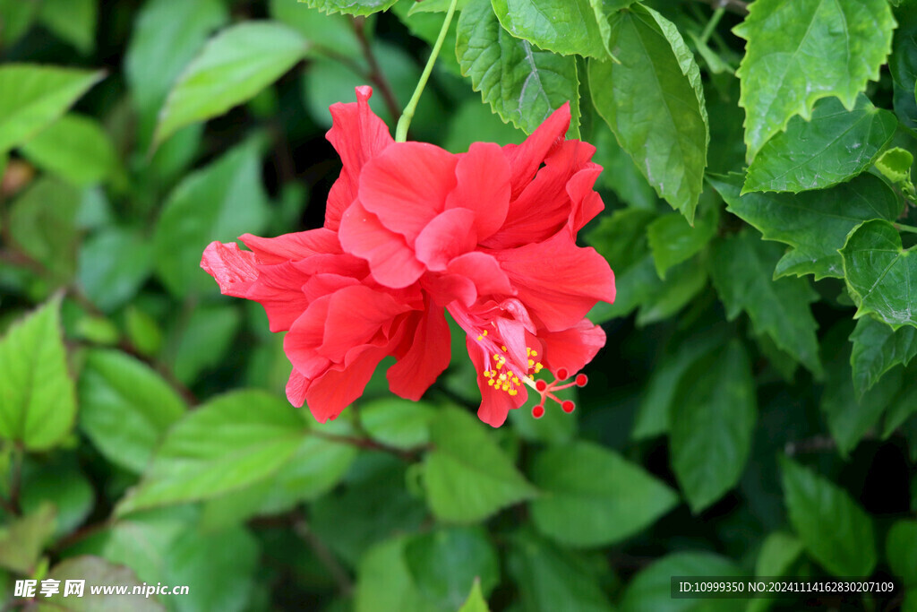 扶桑花