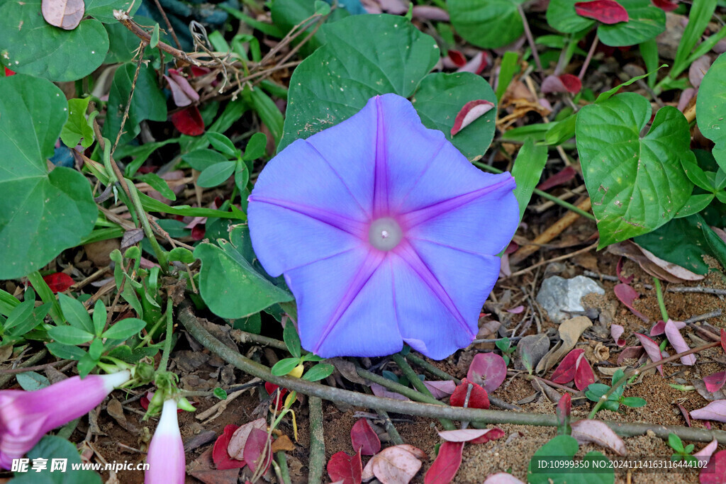 牵牛花