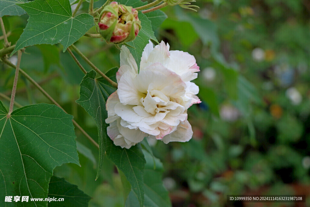 白色木芙蓉花