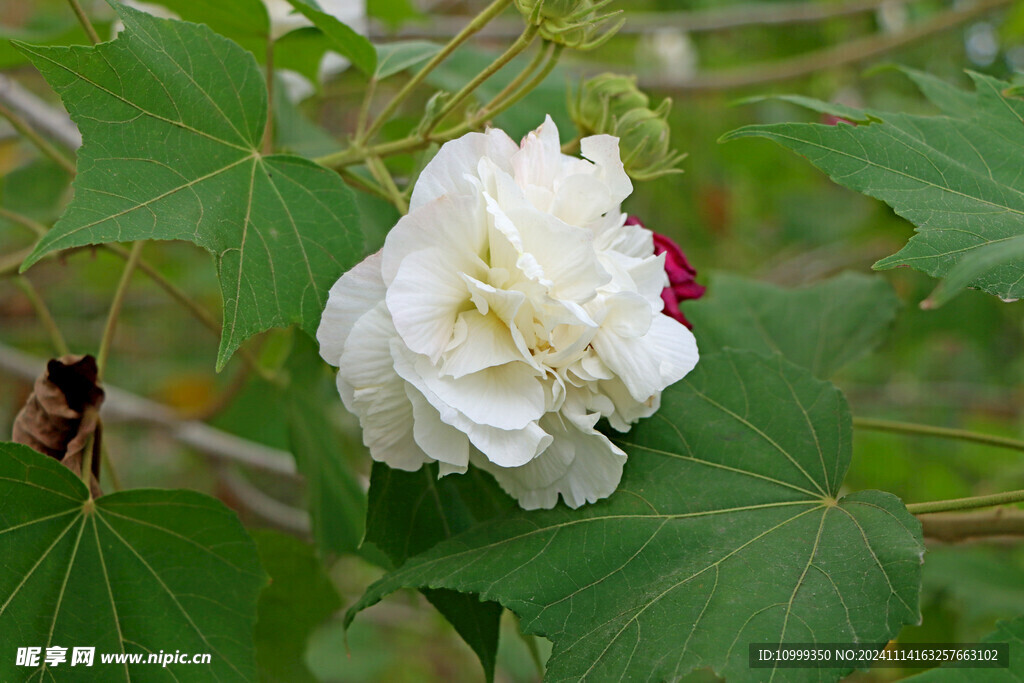 白色木芙蓉花