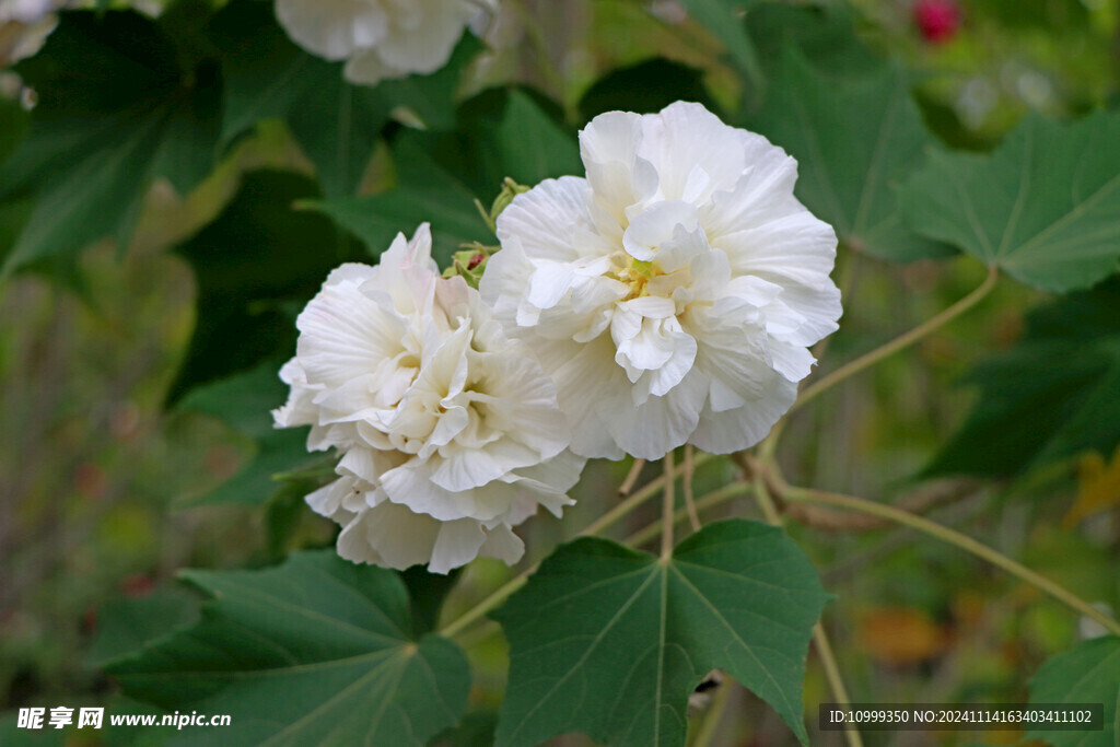 白色木芙蓉花