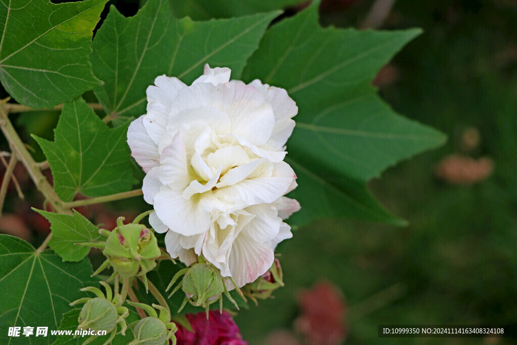 白色木芙蓉花