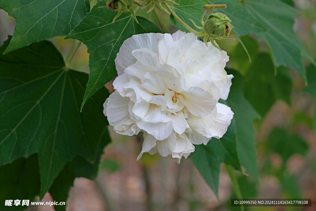 白色木芙蓉花