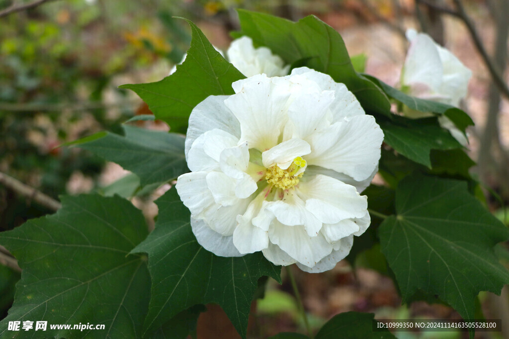 白色木芙蓉花