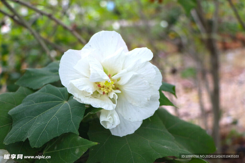 白色木芙蓉花