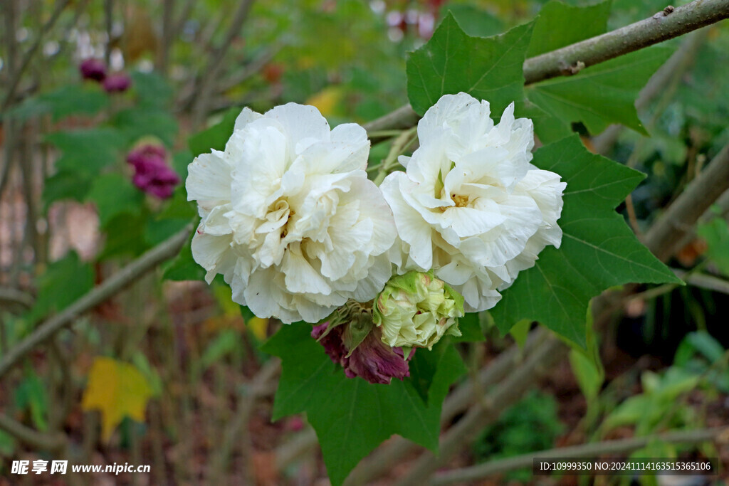 白色木芙蓉花