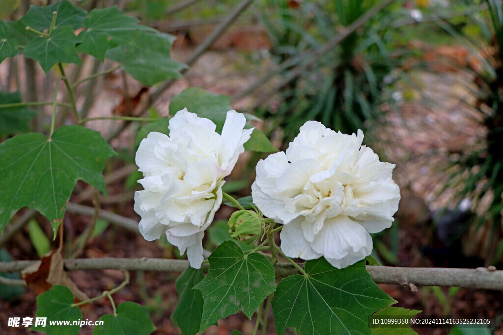 白色木芙蓉花