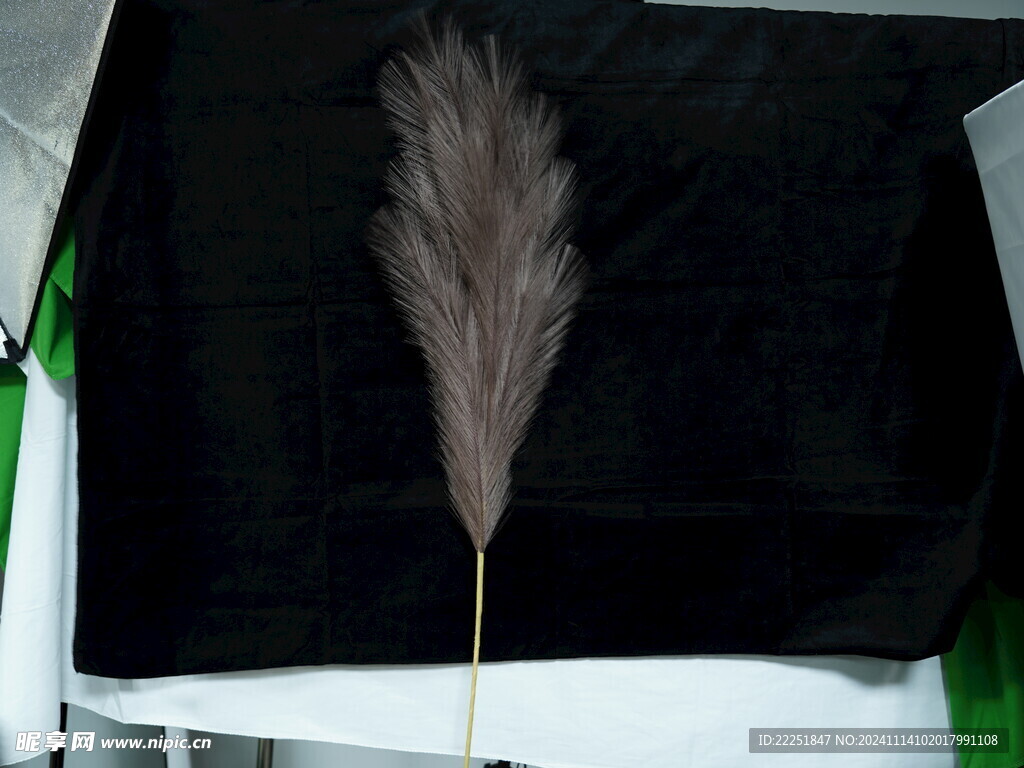 蒲苇 