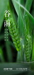 谷雨