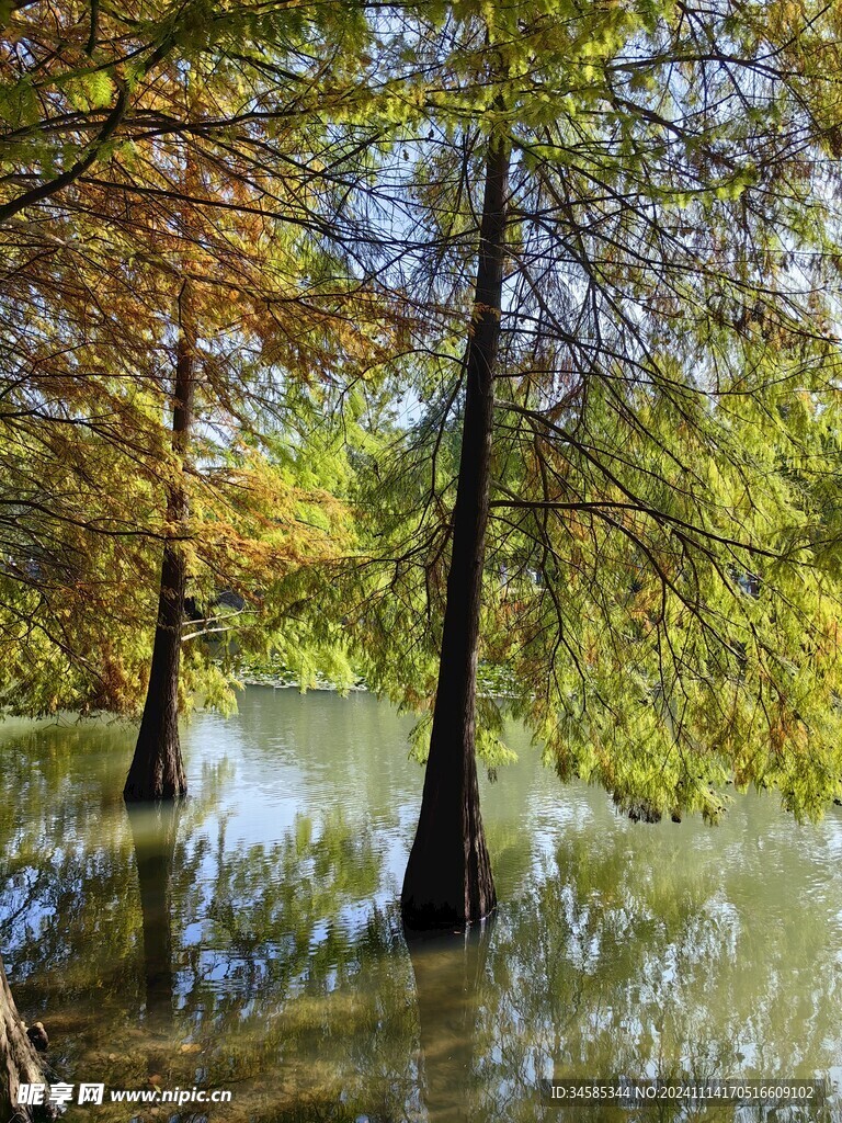 池杉