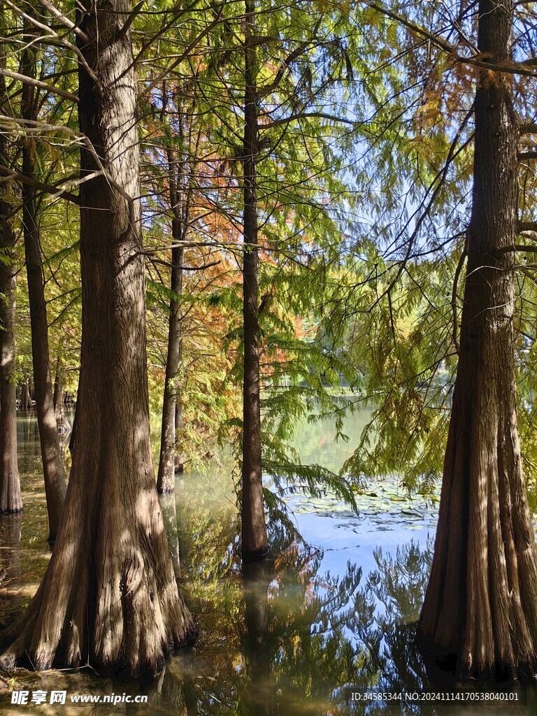 池杉