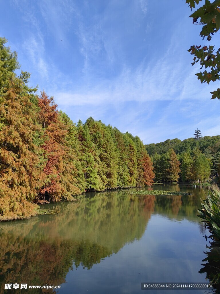 池杉林