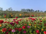 小花