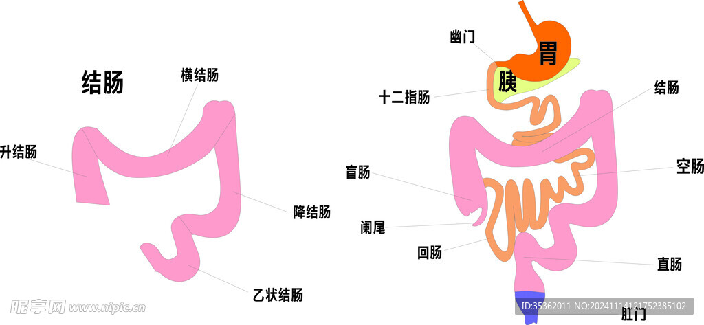 肠道