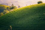 茶园风光