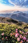 杜鹃花