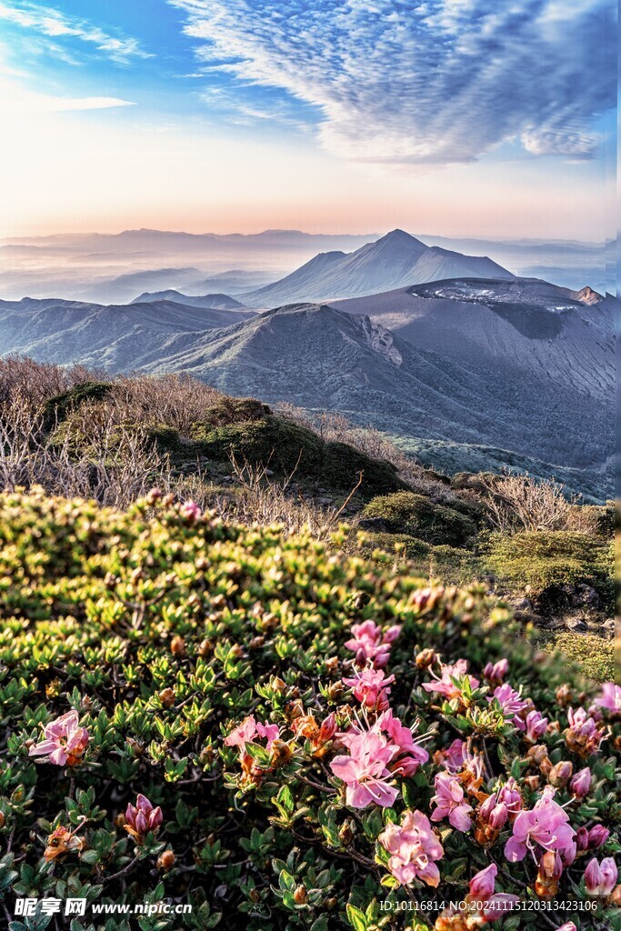 杜鹃花