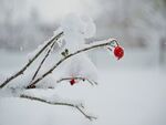冬季雪