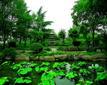 公园风景
