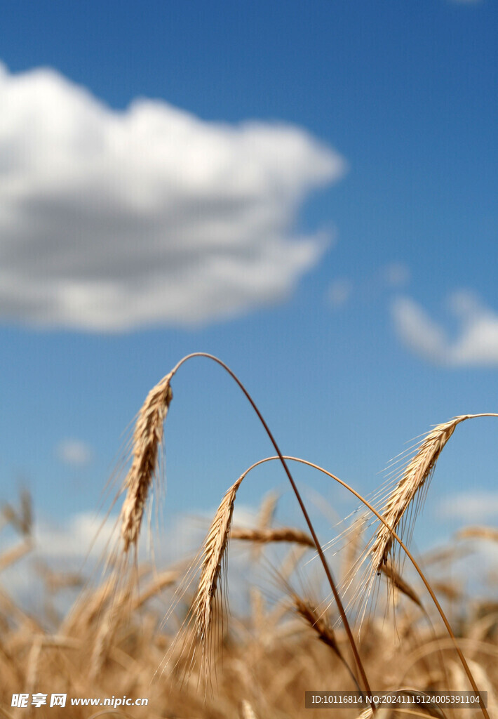 麦田