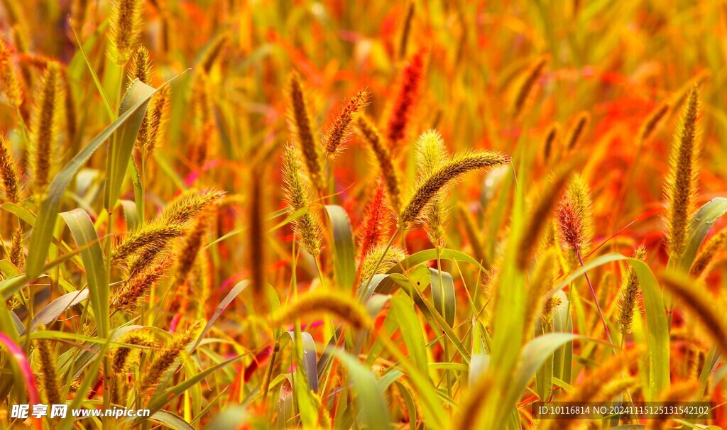 狗尾巴草