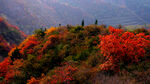 山林
