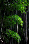 竹林