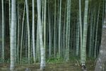 竹林
